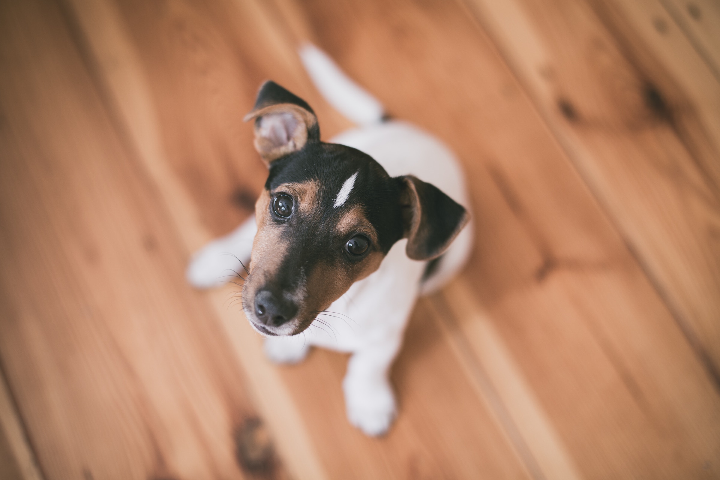 margo-brodowicz-183239-unsplash